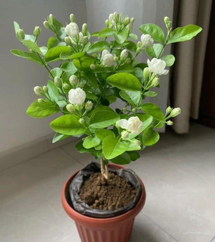 Image of White Mogra Live Plant with Pot | Arabian Jasmine Jasminum Sambac Fragrant White Flower Plant | Evergreen Flowering Shrub for Home Garden Balcony Terrace Pooja Decor | Pack of 1