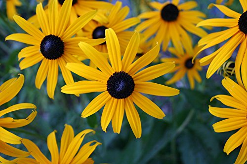 Black Eyed Susan Nice Garden Flower by Seed Kingdom Bulk 1 Lb Seeds - Thumbnail 3