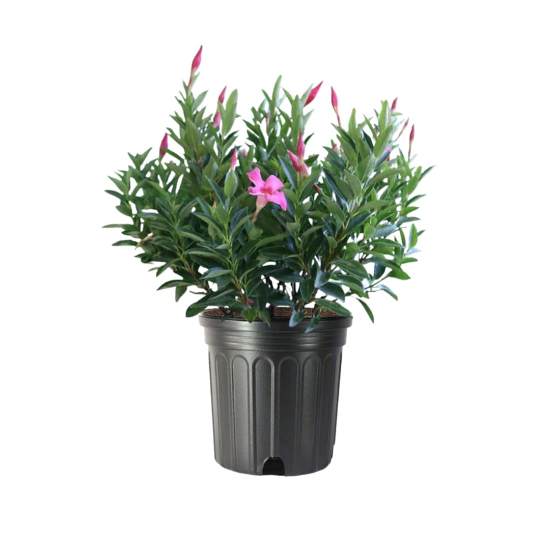 American Plant Exchange Pink Dipladenia