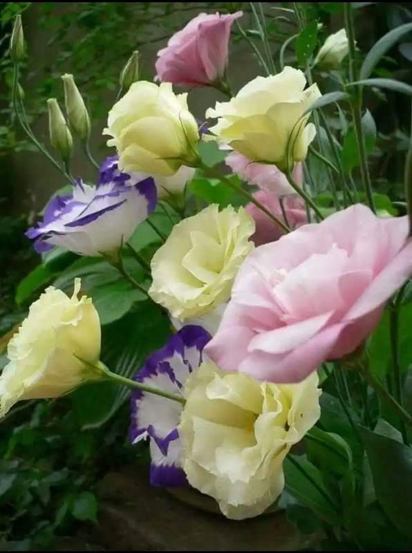 Ritz Farming® Lisianthus flower seeds | Lisianthus multicolor flower Seeds for Home pots | all Season Flowering Seeds for Home And Kitchen Gardening pack of 40-50 seeds (B0C33ZGSFL) Amazon Price History, Amazon Price Tracker
