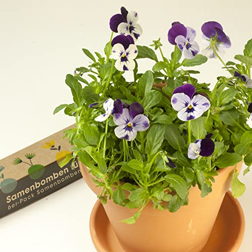Resetea 6er-Pack Samenbomben, Violette Blumen, Blumen aus dem Atlantik, Mittelmeerblumen, Honigblüten, Orangenblüten und rote Blumen
