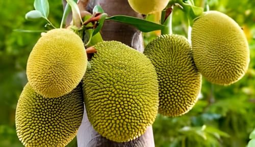 Image of Hybrid Vietnam Grafted Green Jackfruit Flesh Terrace Garden Suitable Plant Pack of 1 Heathy Live Plant Vietnam Variety for Home Garden Tree