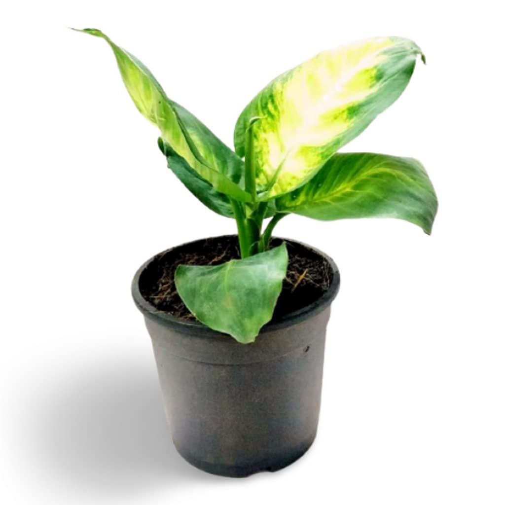OhhSome Indoor Plants For Home Dieffenbachia Seguine Plant Combo Live (Healthy Plant)