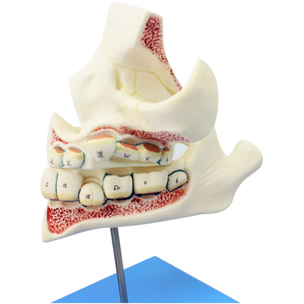 Denti Decidui Denti Permanenti Modello Sviluppo Dei Denti E Mascella Bambini Crescita Denti 4Stadi Modello Sviluppo Dentatura E Della Mascella Bambini Cura Dentale Orale Mascella Dentatura Denti