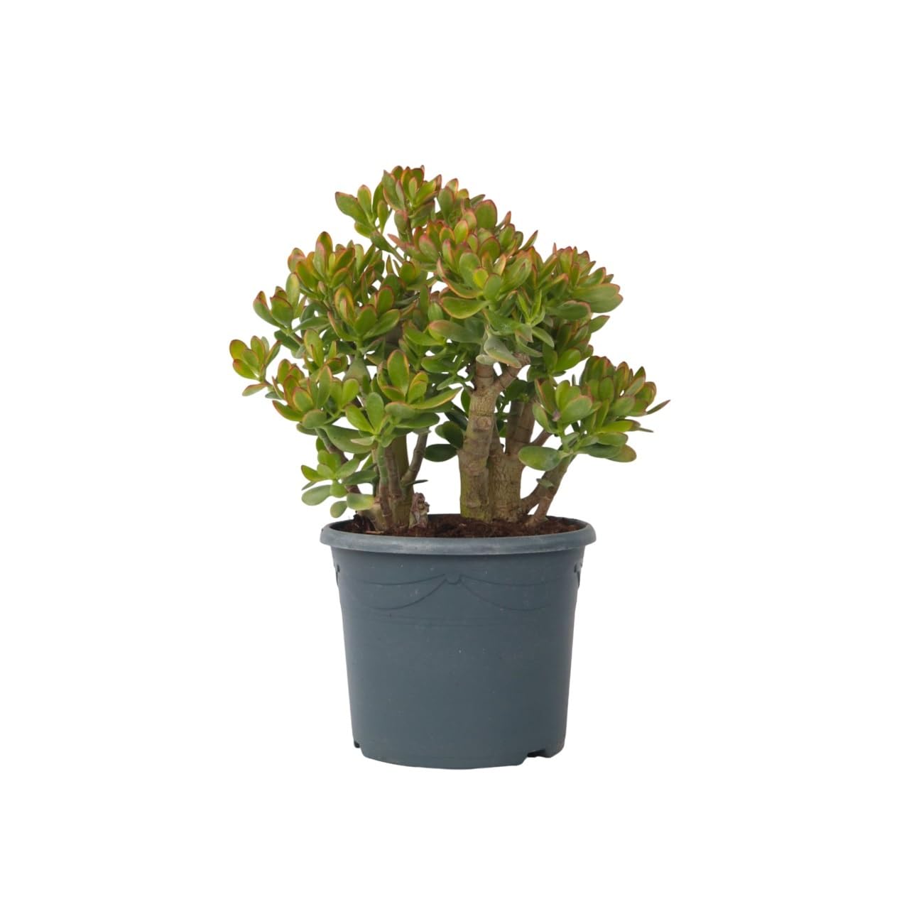 Plant in a Box - Crassula ovata 'Sunset' XL - Zimmerpflanze - Sukkulente - ⌀ 30 cm - Höhe 55-60 cm
