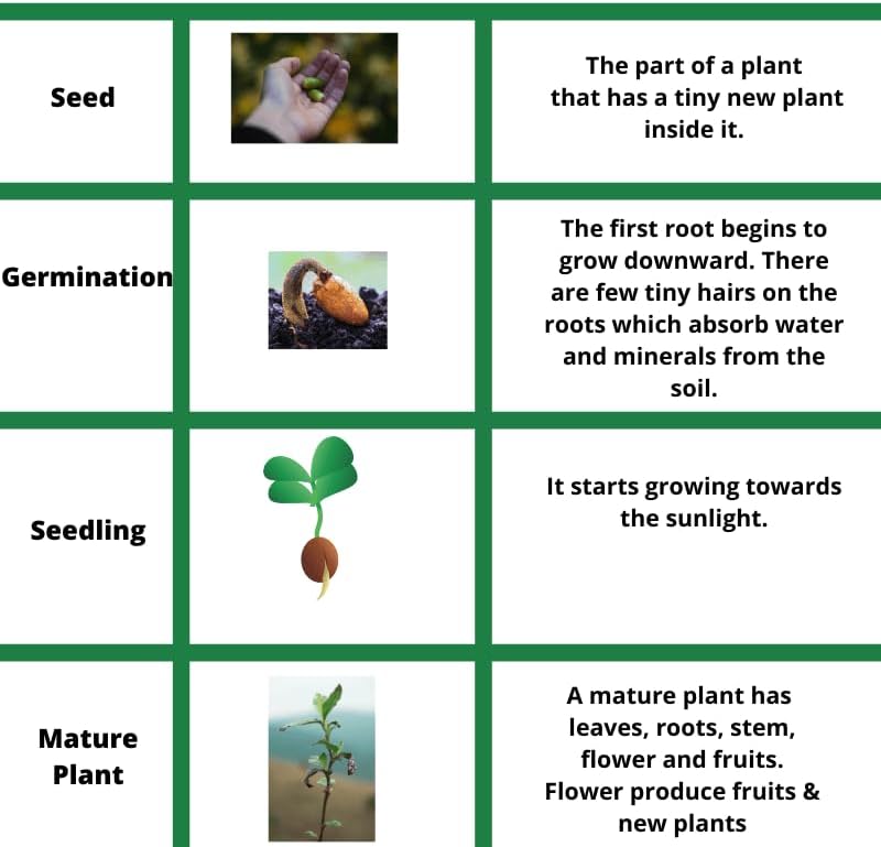 Miniatura 4 de Purple Wisteria Seeds - Vid en flor muy apreciada, Wisteria sinensis - Semillas frescas (10 semillas)