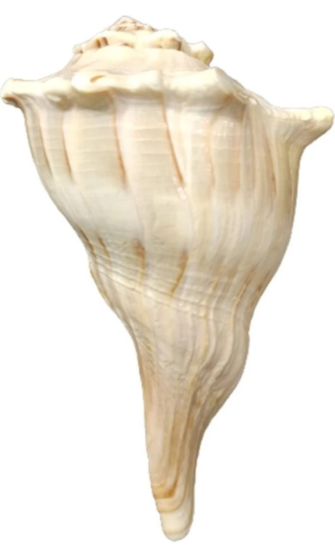 Grande coquille de conque Sankha naturelle et support en laiton pour Puja - Sivananda Yoga Boutique
