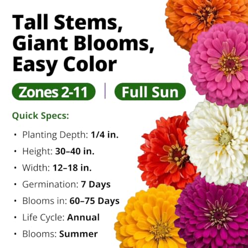 Image of HOME GROWN State Fair Zinnia Seeds, 600 Seeds, Zinnia elegans