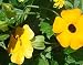 Perennial Climbing Plant Yellow Thunbergia Alata (Black-eyed Susan Vine) 200 Seeds
