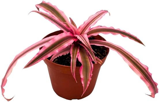 BubbleBlooms Pink and Green Crpyanthus Earth Star in a 4 inch Pot