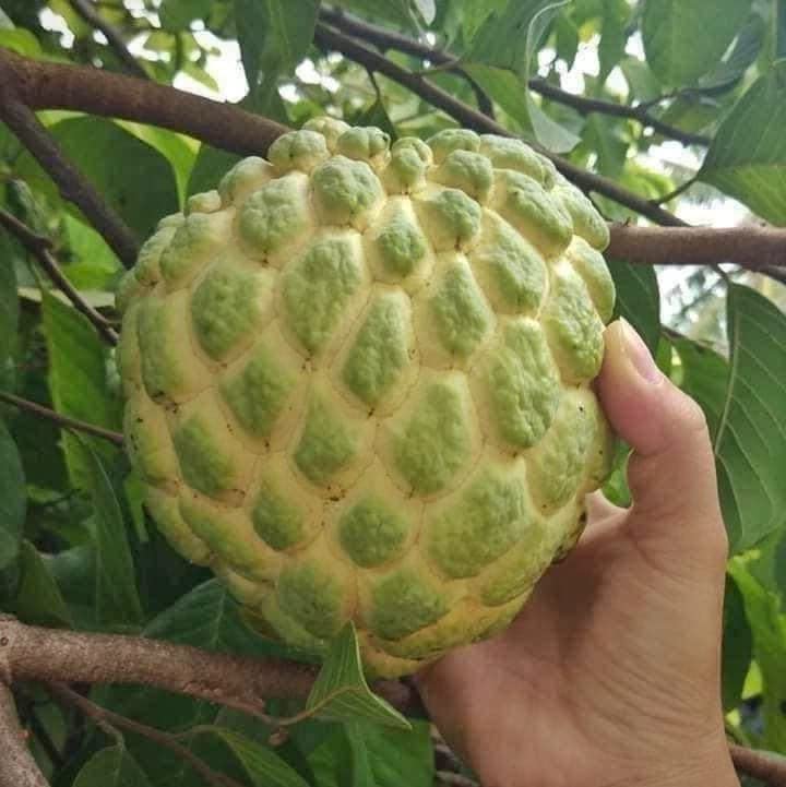 The Entacloo Custard Apple Plant (KJ243)