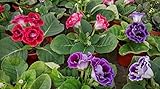 New 100pcs Gloxinia Flower Seeds Mixed Generic