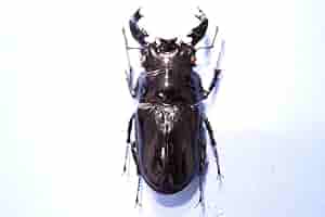 モザイク　雌雄同体　タランドゥス　死虫　標本 82ミリUPのタランドゥスオオツヤクワガタ立体標本です✨ リッチ