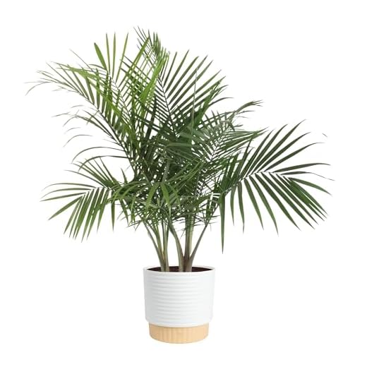 Majesty Palm for Immediate Decor Impact