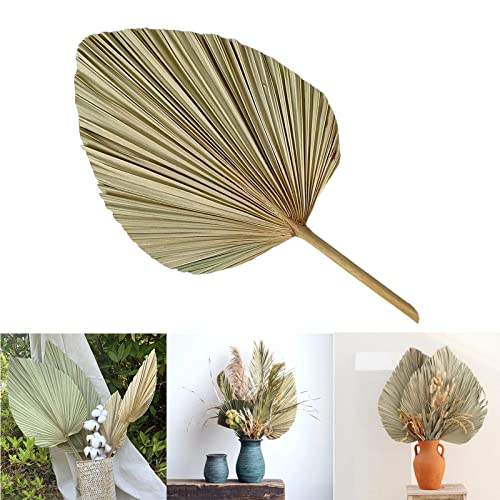 Baoblaze Foglie di Palma essiccate Naturali