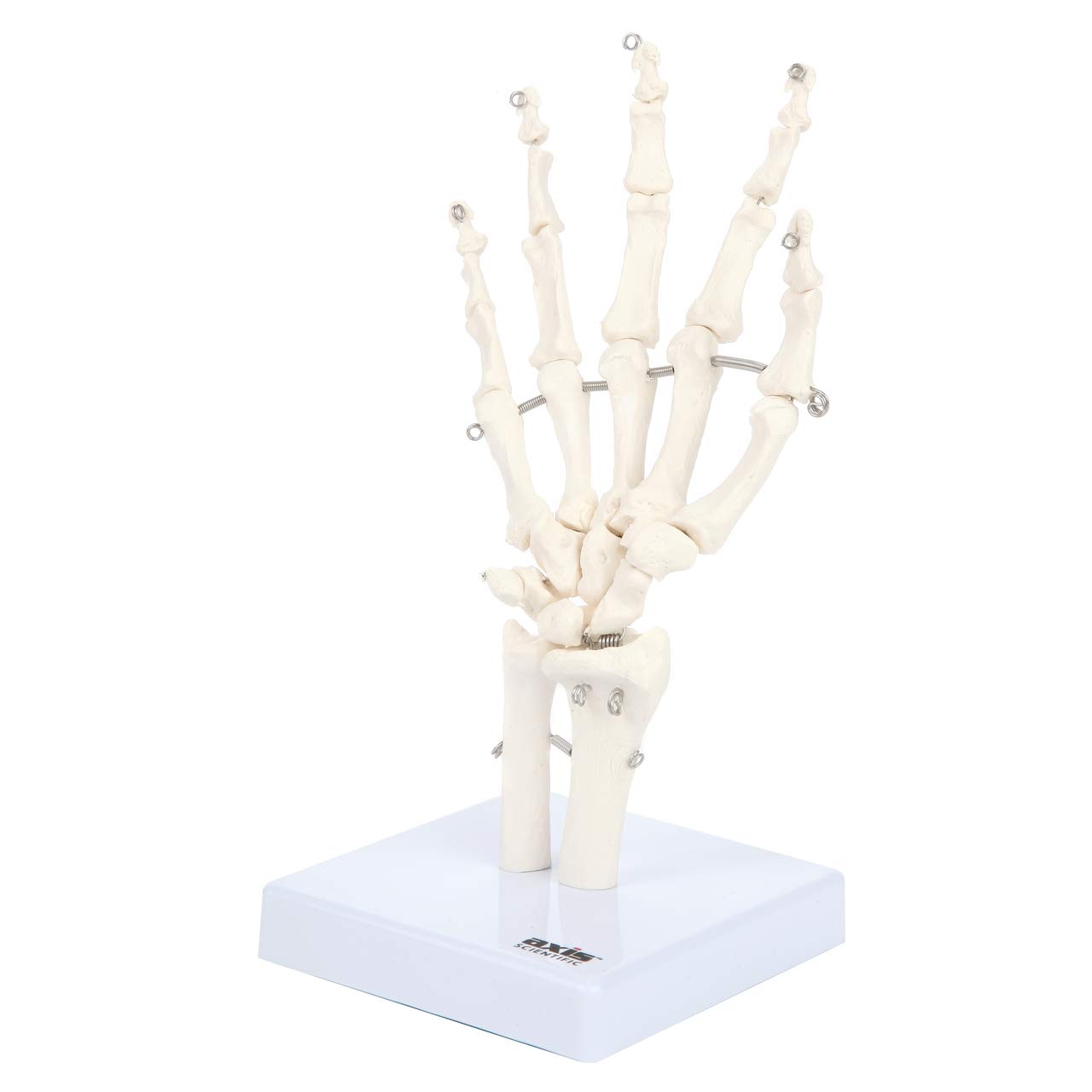 Axis Scientific Hand Skeleton Including Ulna and Radius - Left