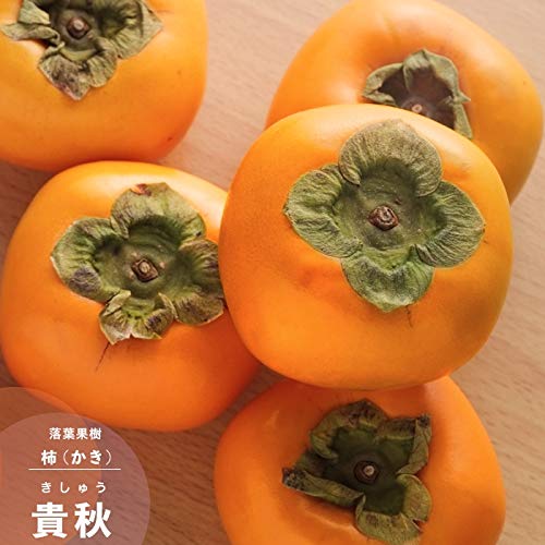 最高級、甘柿の苗木と、季節の種苗セット＋選べる粗品をプレゼント。 最高級、甘柿の苗木と、季節の種苗セット＋選べる粗品をプレゼント。