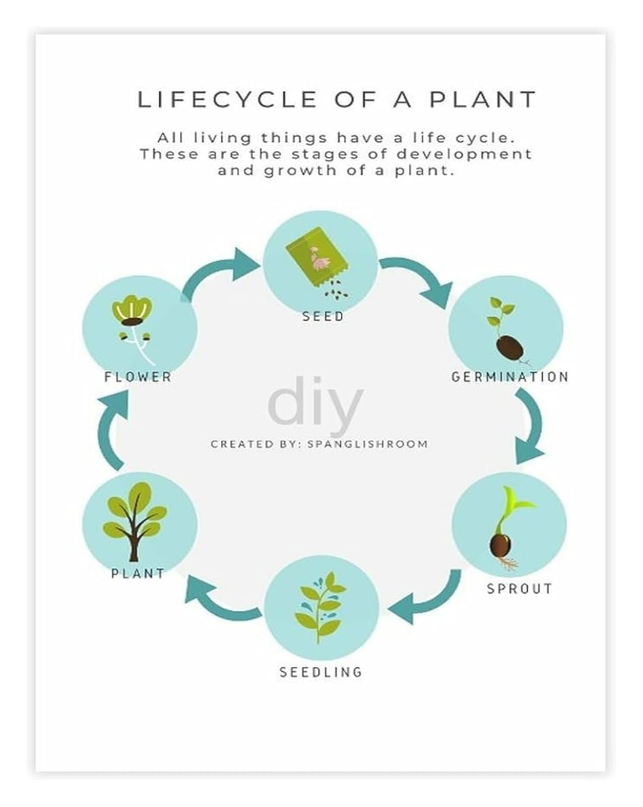 QMKADFQXF Plant Growth Cycle Educational Science Poster Biology Learning Tool for School Classroom Homeschool Decor(Framed,16x24inch(40x60cm))
