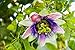 Produktbild Maracuja Passionsfrucht Passionsblume - Passiflora edulis Purple giant- 70-80cm 2 Ltr. Topf