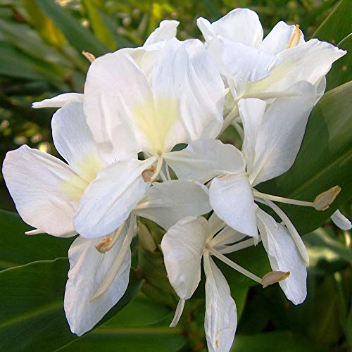 LIVE GREEN Hedychium/Ginger Lily Spring Flower Bulbs For Home Gardening Pack Of 3 Bulbs (White) Healthy And Fresh Flower Bulbs