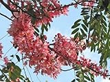 Cassia grandis also known as Coral Shower Tree, Pink shower tree, Horse cassia, stinking-toe is a medium-sized Ornamental Shade tree.