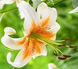 Lady Alice Turks Cap Species Lily Bulb,Spectacular Flowering Perennial Plant, Flower