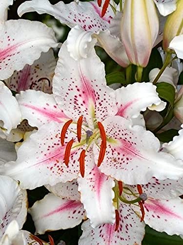 Radha Krishna Agriculture™ Oriental Lily/Lilium Flower Bulbs For Home & Outdoor Gardening Plants (Pack Of 18 Bulbs) (B09B7L2TYM) Amazon Price History, Amazon Price Tracker