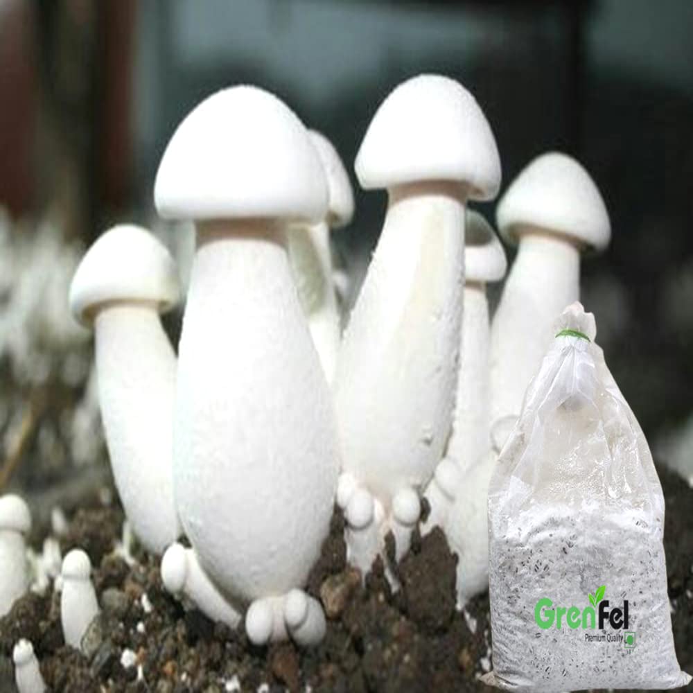 Mushroom 400 Gm White Milky Mushrooms 1st Generation Spawn/Seeds Mycelium Spores Edible CO2 Variety
