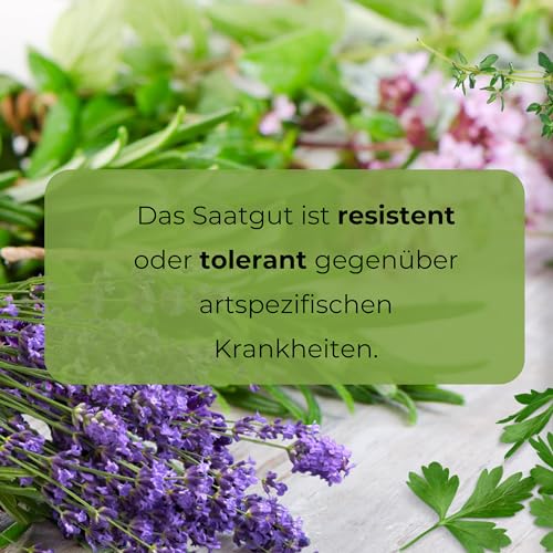 WegAna Zucchini Mischung Samen 3g Verschiedene Längen und Formen Robuste Gemüsesamen, Gemüse Samen, Samen Anzucht