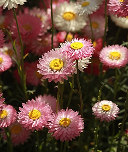 Creative Farmer Flower Seeds : Double Mix (Acroclinium/Sunrays flower) Paper Daisy Flower for Home Garden by YKA Seeds