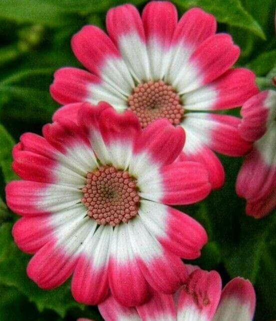 gerbera flower plant (B0BXC6YFSR) Amazon Price History, Amazon Price Tracker