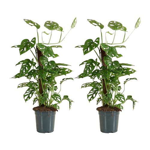 Bloomique - Lot de 2 - Monstera Adansonii avec Bâton de Mousse - Feuille de Singe - Plantes d'intérieur - Purifiant l'air - Facile d'entretien - 70-80 cm de Haut - Pot 17 cm