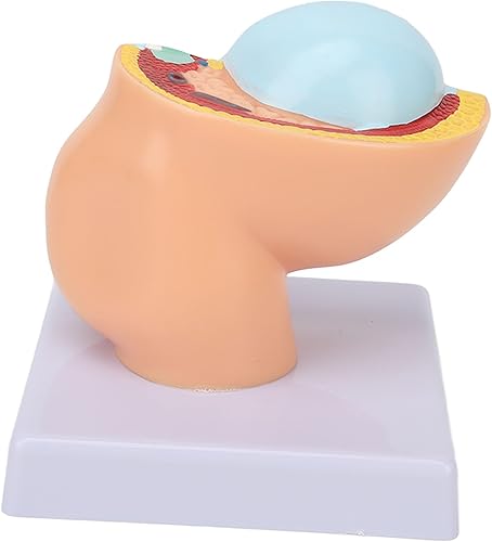 Miniatura 8 de Mujer embarazada Modelo de pelvis anatómica Sección pélvica femenina humana Embarazo Modelo anatómico Nueve meses Modelo de feto de bebé Tamaño real