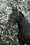 EKKIA Equestrian Equipment Black R.WORLD.WEYMOUTH BRID. PS. BLACK 303006102 303006102