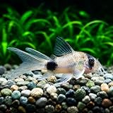 Swimming Creaturesβ’ Live Corydoras Catfish β Peaceful Freshwater Bottom Dweller for Community & Planted Aquariums (6, Long-FIN Panda CORYDORAS)
