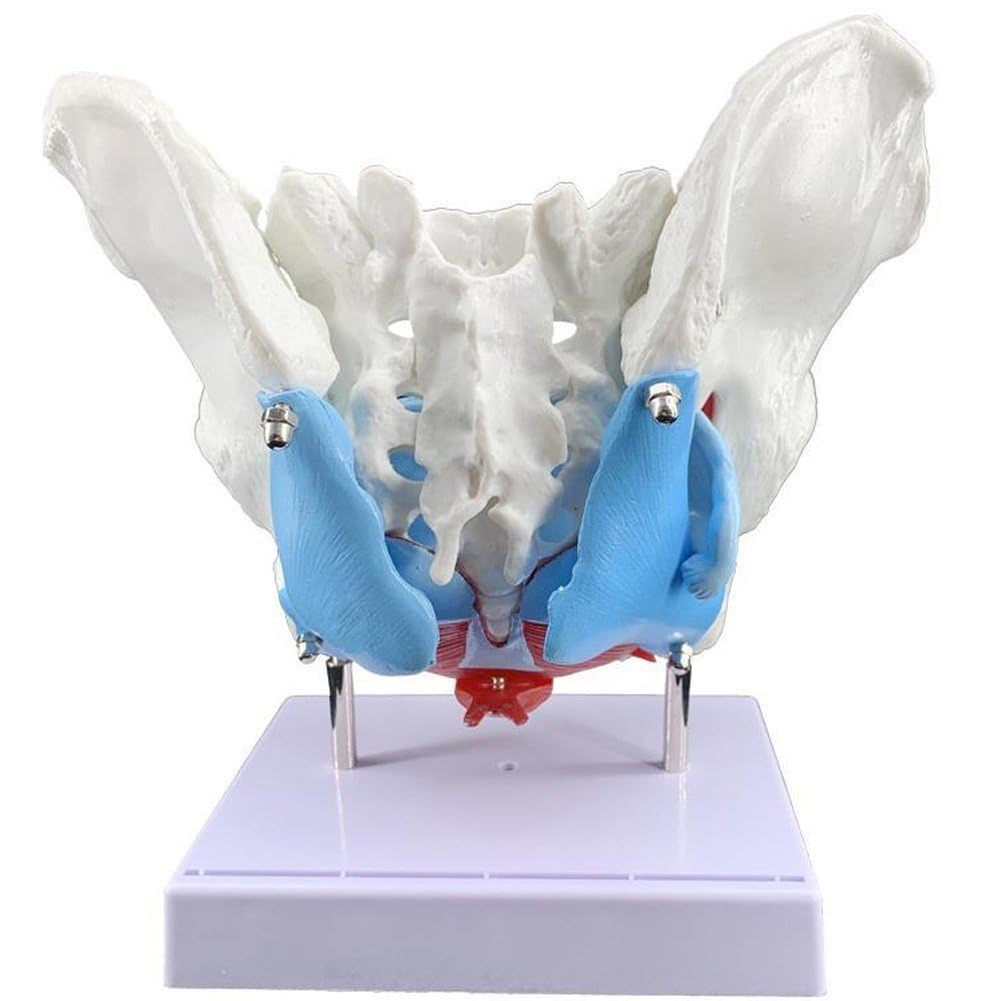 Modelo De Pelvis Femenina, Modelo De Anatomía De Pelvis Femenina Esqueleto Humano Ciencia Médica Equipo Educativo Anatomía Suministros De Medicina