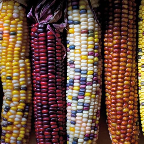Plant World Seeds - Sweetcorn Fiesta Seeds (Other Vegetable Seeds)