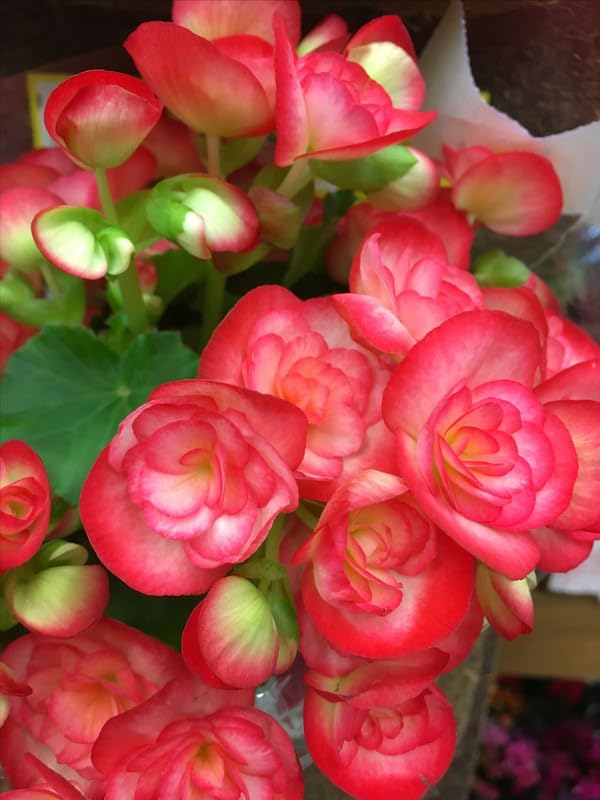 Begonia Imported Double Flower Bulbs for Home and Gardening | Pack of 2 Bulbs (Bombshell Red)-image-3