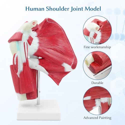 Image of SFXYJ Shoulder Joint Muscled Model, 1:1 Life Size Human Complete Shoulder Anatomy Model Musculature from Rotator Cuff to Subscapular Tendon Muscles with Product Manual for Medical Study Training