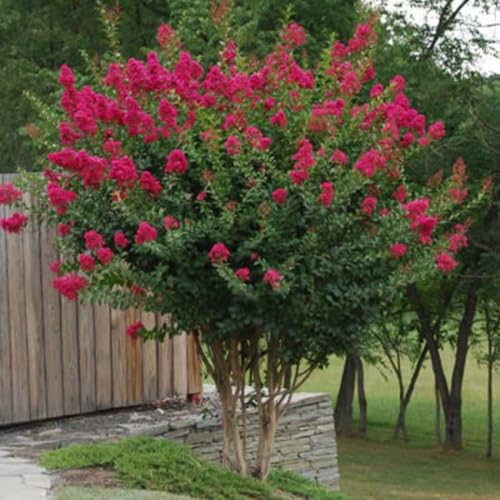 Tonto Crape Myrtle: Vibrant Dark Watermelon Red Blooms on a Fast Growing Hardy Dwarf Tree Matures 8-10ft Tall & Wide Ship 3-4ft Tall Well-Rooted in Pots with Soil a Southern Classic!