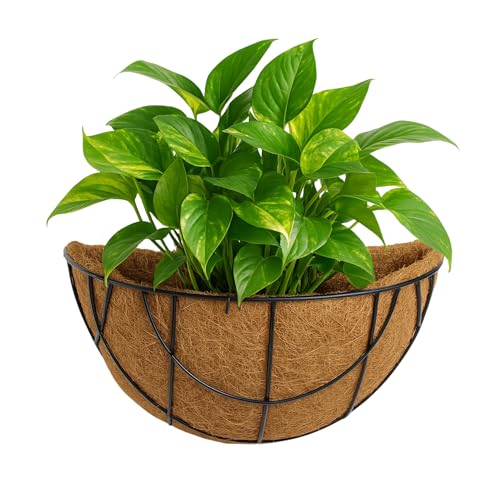 TECHZOCO Macetero de Coco Soporte de Pared, Maceta de Coco diseño Semicirculo, Tiesto Colgar Flores, Fabricado en Fibra de Coco y Metal, Recipiente Pared para Flores, 40 cm diámetro x 19 cm Alto