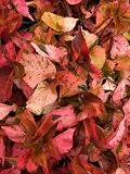 Acalypha Peach Whirl (Jacob's Coat) 5-9" - 2-Pack Live Plants - Rare Curly Bronze Foliage for Indoor/Outdoor Containers - Fast Growing Heat Tolerant Zone 10-11 - Tropical Patio Accent