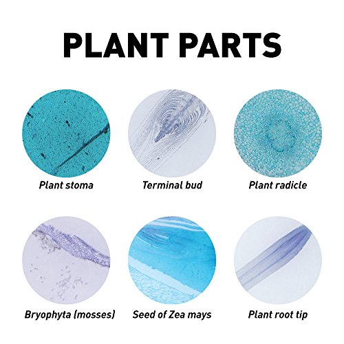 Blue Marble NGMEGASLIDE National Geographic Mega Biology Set - Professional Grade Specimens, 25 Prepared Microscope Slides thumb #5