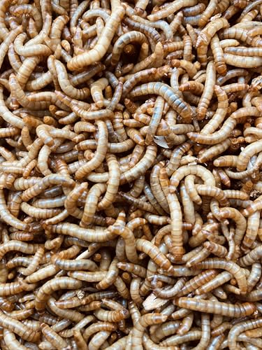 Générique - vers de Farine Vivants 170 g – 100% Français & de qualité Biologique –Alimentation: Oiseaux Insectivores, Poules, Volaille, Poisson et Reptiles - élevage éco-Responsable, Local et Circulaire