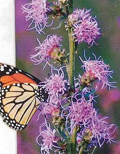 Tall blazing star (Liatris aspera)