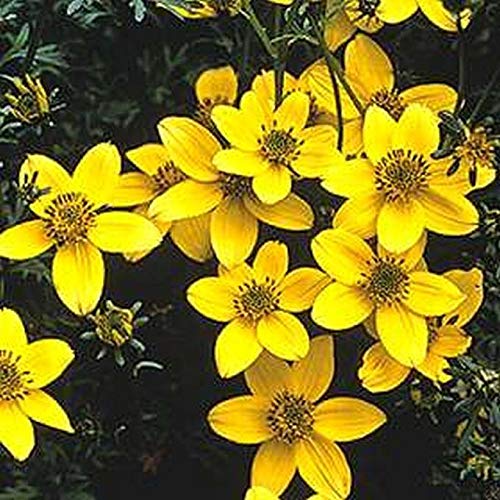 Swamp Marigold - Brilliant Yellow-Gold Blossoms Will re-Seed (50 - Seeds)