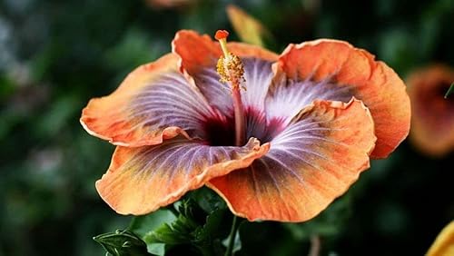 Miniatura 5 de Semillas de flores 100 + semillas de hibisco de doble color, flores resistentes, semillas de fácil cultivo