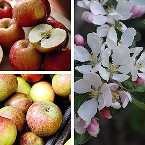 Braeburn Apple Tree by Thompson & Morgan Cover