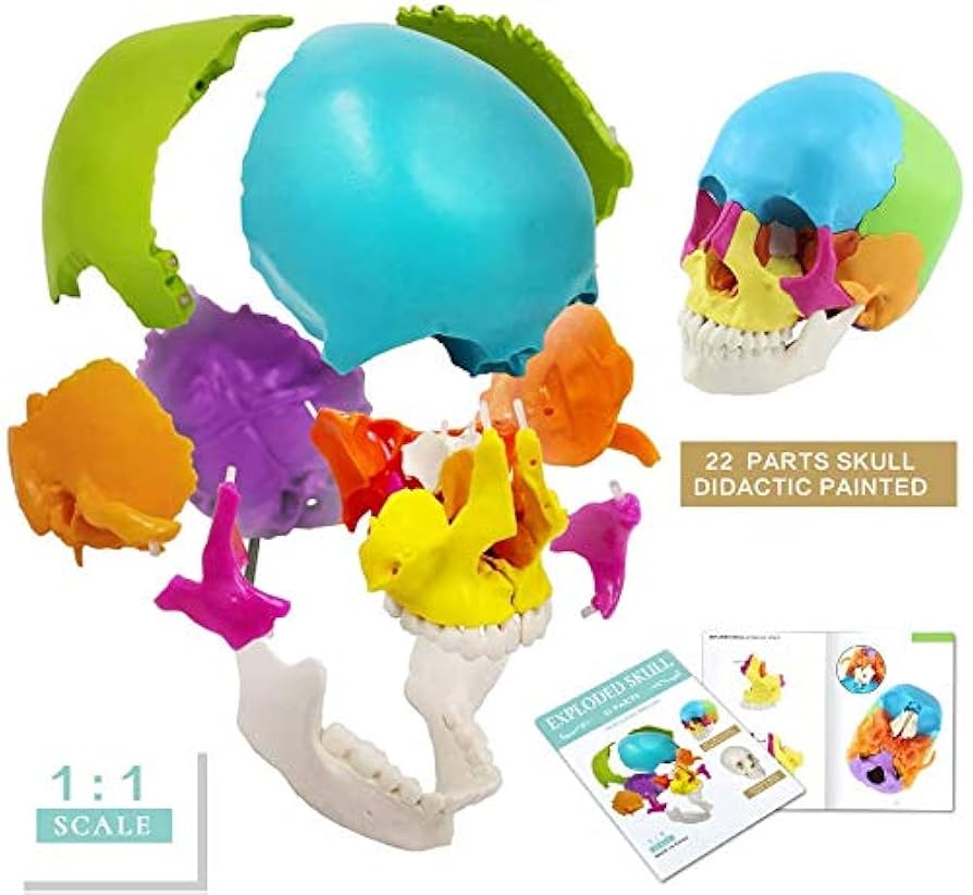 頭蓋と顔面頭蓋のマニピュレーションテクニック図説 頭蓋と顔面頭蓋のマニピュレーションテクニック図説 | Alain