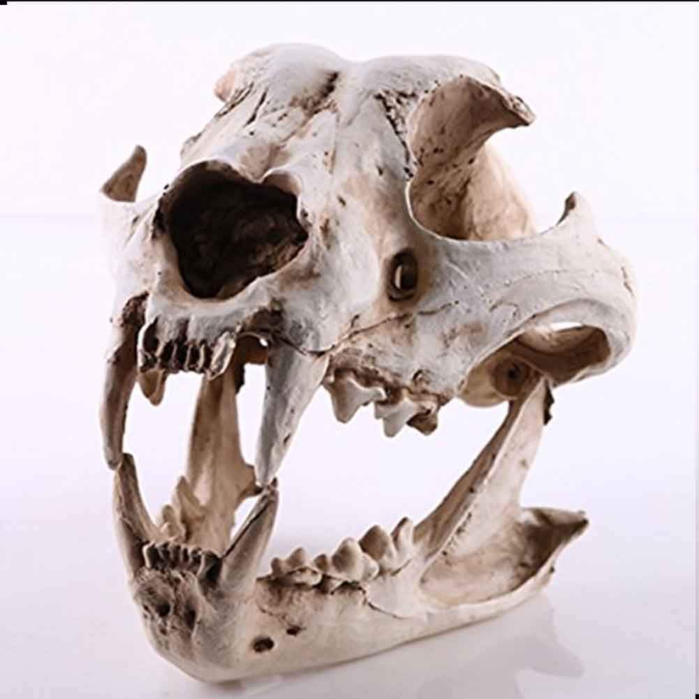 Modello di Ossa finte di Teschio di Cane - Modelli anatomici Animali Forniture educative, Modello didattico per visualizzazione di studi veterinari - Strumento didattico Ornamento per la casa per l
